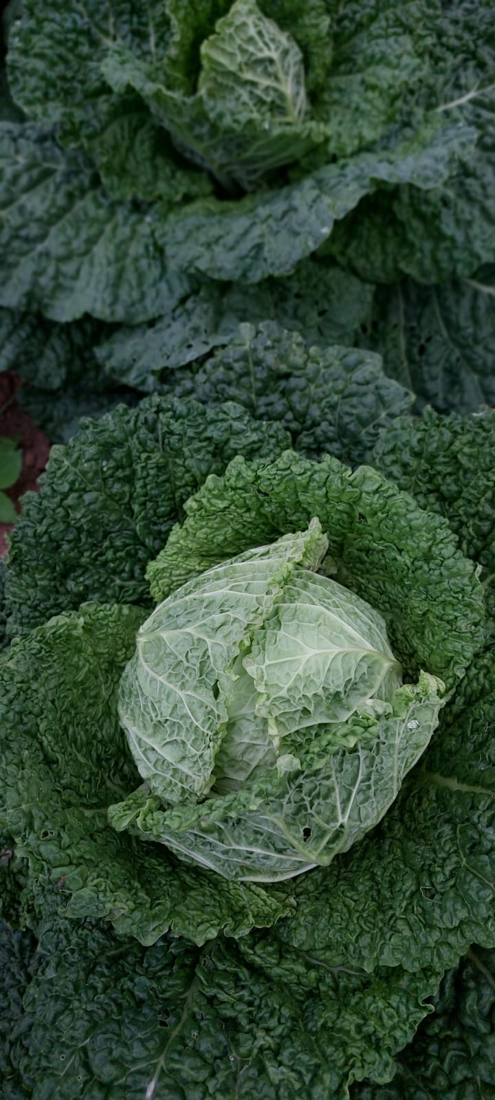 Cabbage, Savoy