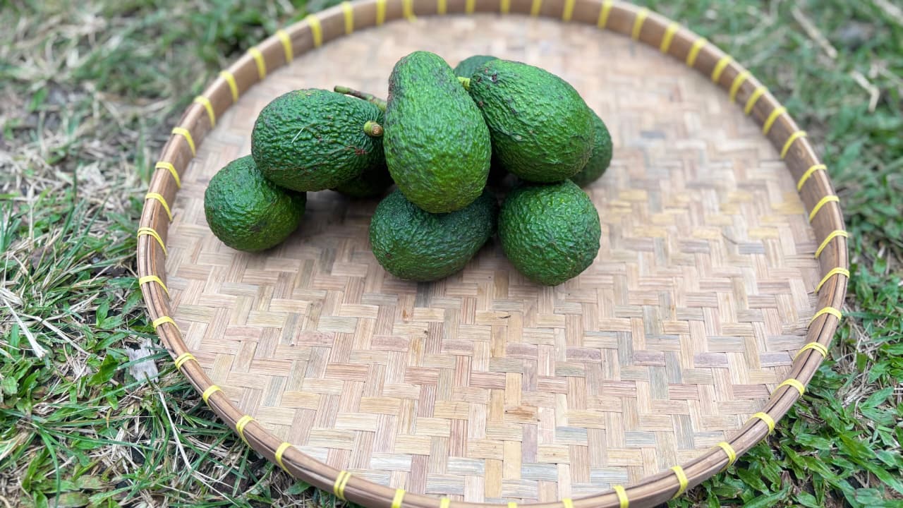Avocado - Hass