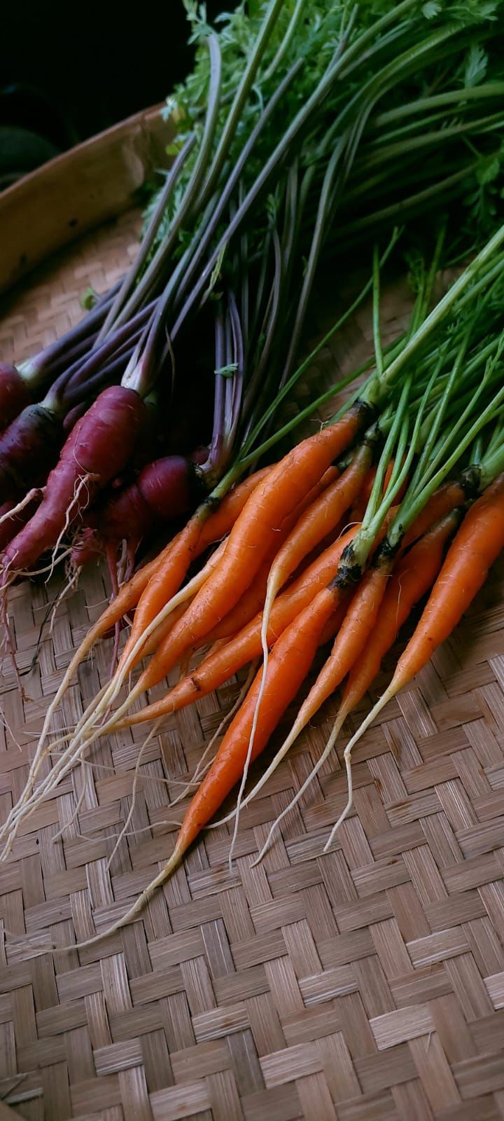 Carrot - Heirloom Specialities