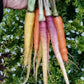 Carrot - Heirloom Specialities
