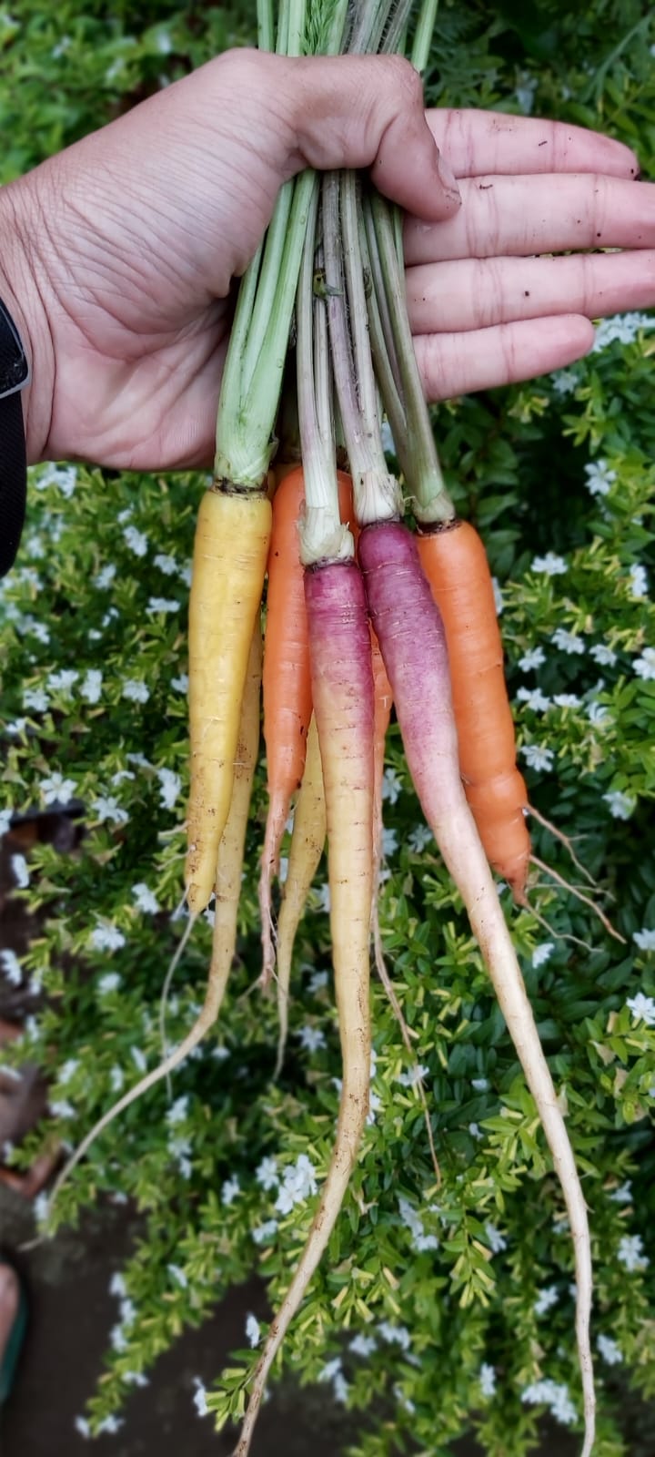 Carrot - Heirloom Specialities