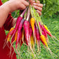 Carrot - Heirloom Specialities