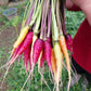 Carrot - Heirloom Specialities