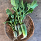 Radish - Green