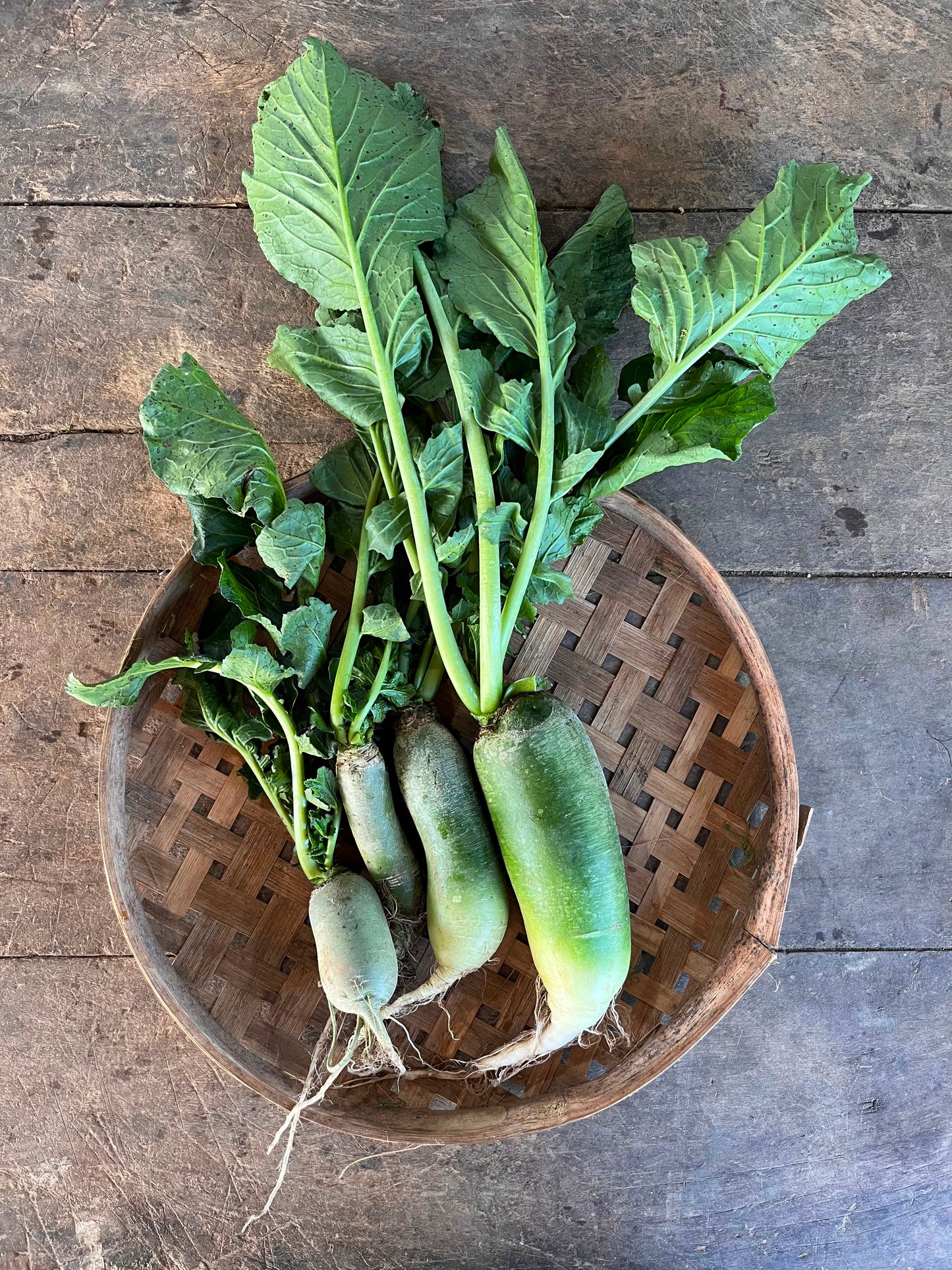 Radish - Green