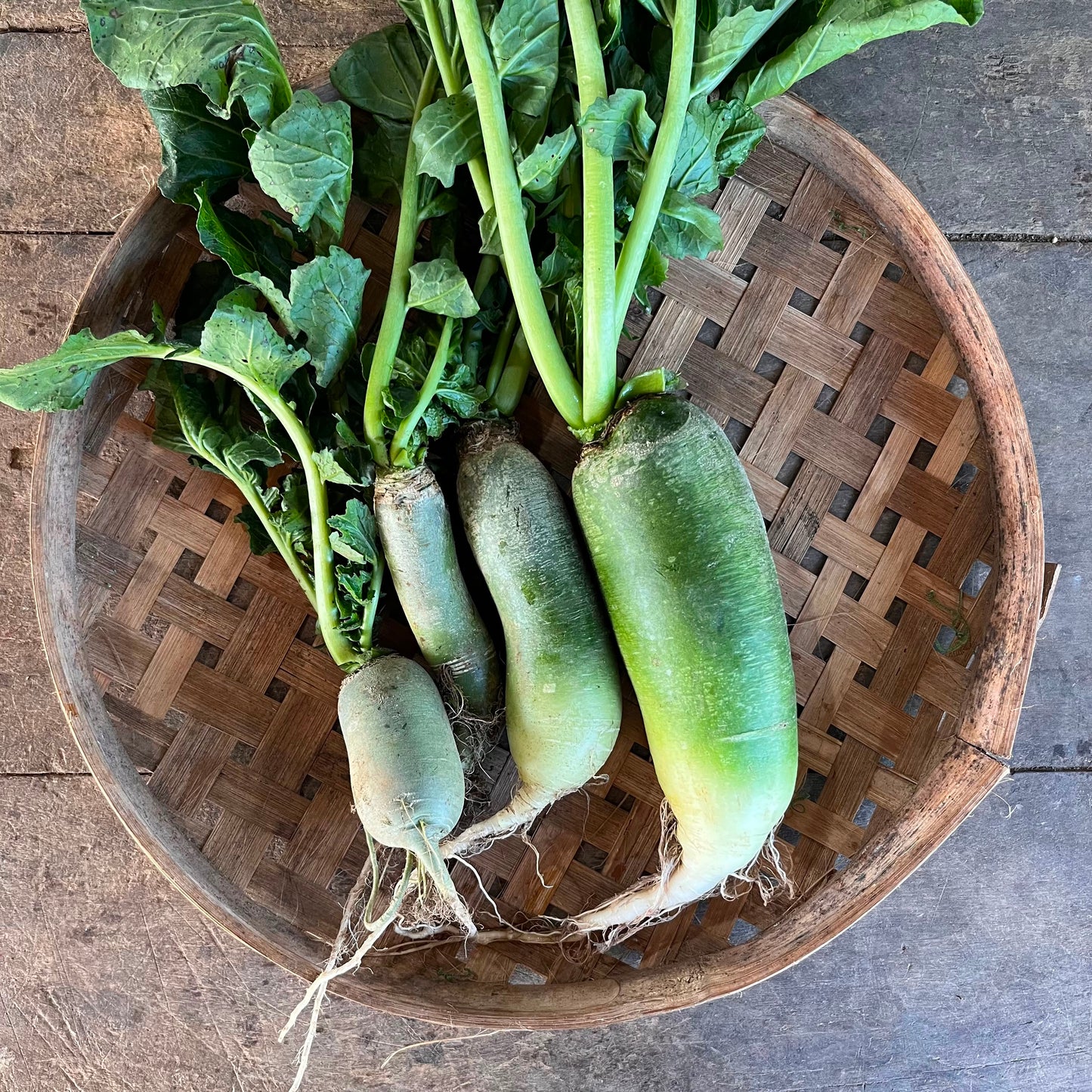 Radish - Green