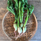 Radish - Watermelon