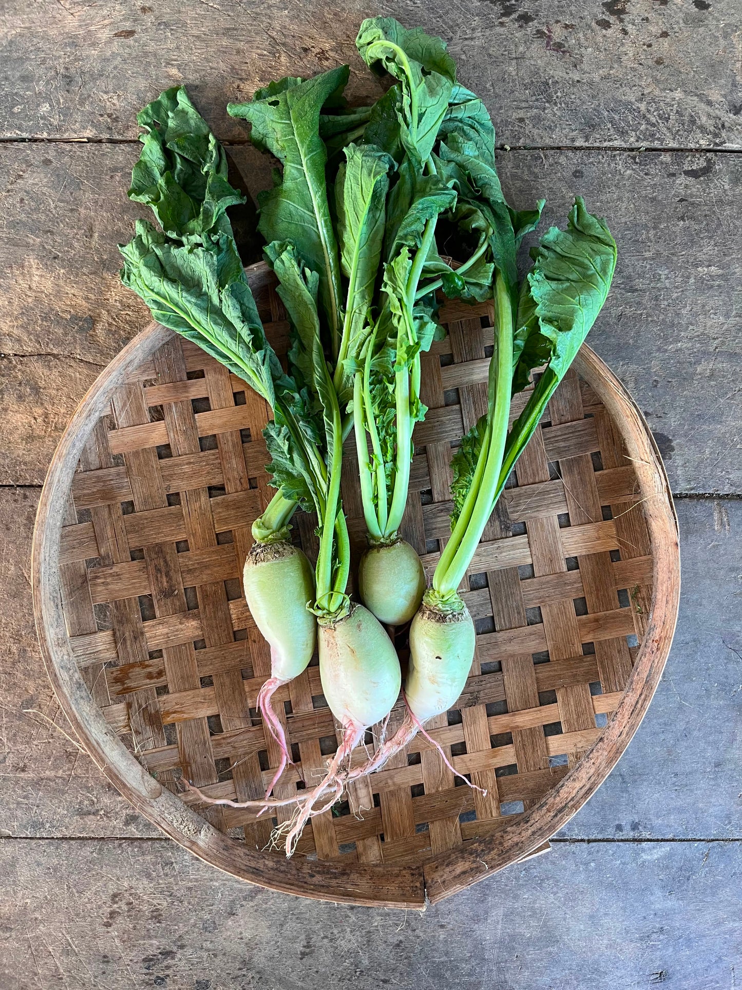 Radish - Watermelon