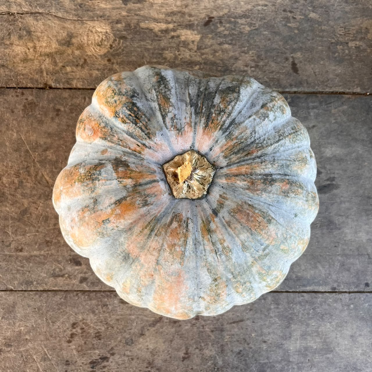 Squash - Winter - Pumpkin Kabocha