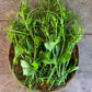 Pumpkin Leaf - Shoots