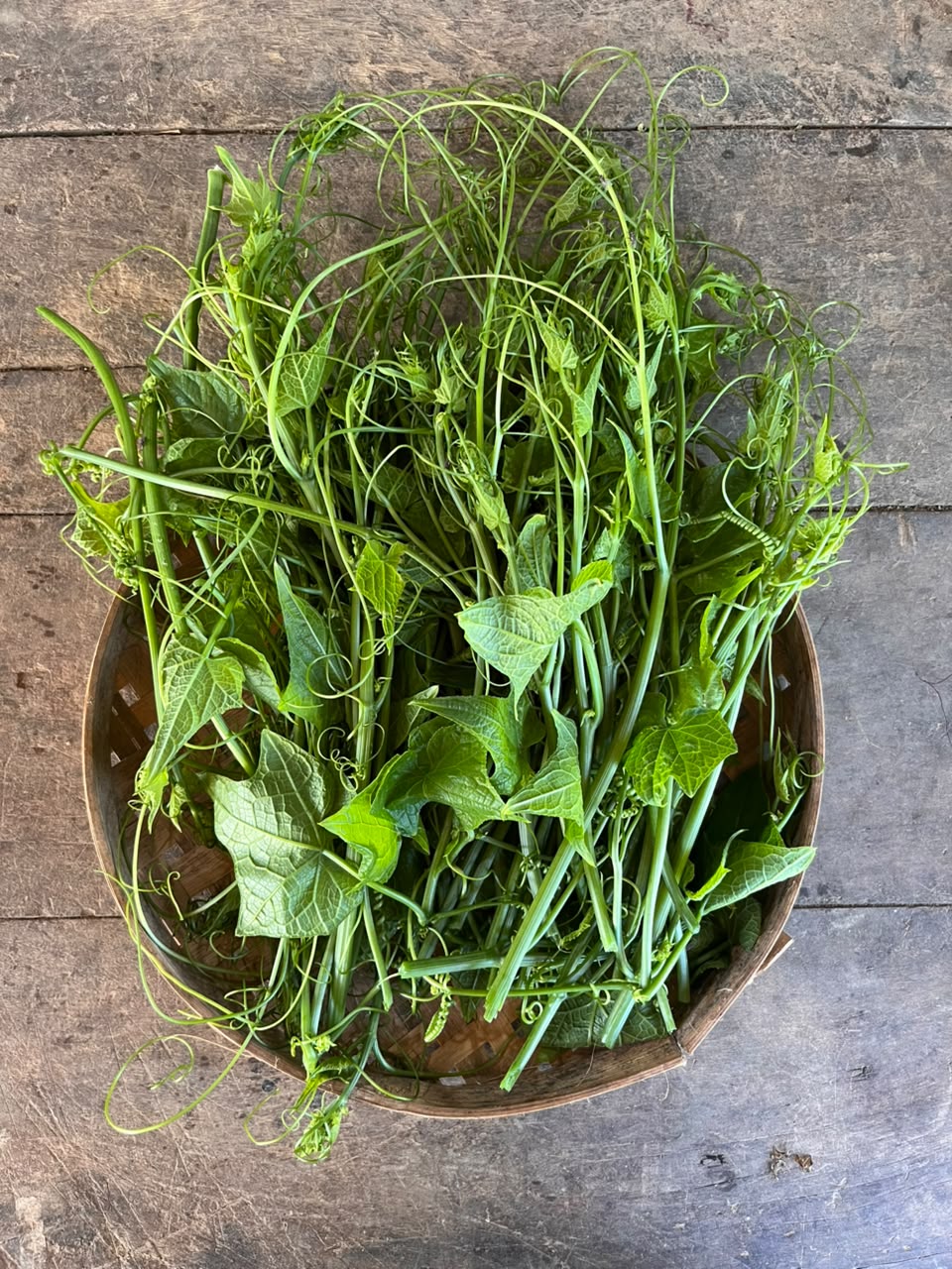 Pumpkin Leaf - Shoots