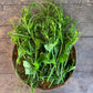 Pumpkin Leaf - Shoots