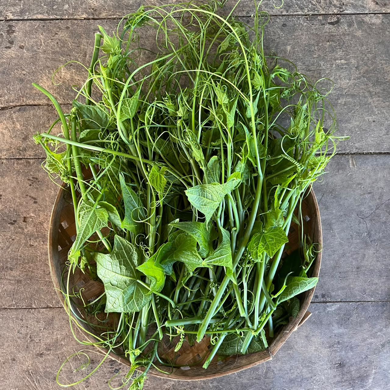 Pumpkin Leaf - Shoots