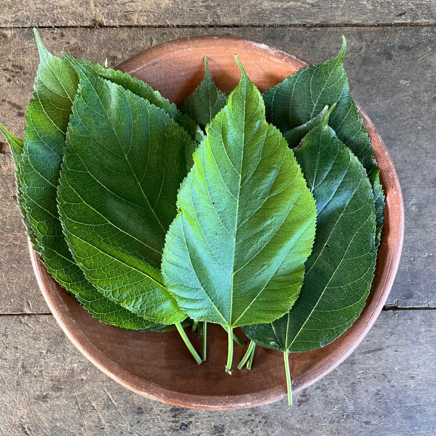 Mulberry Leaf