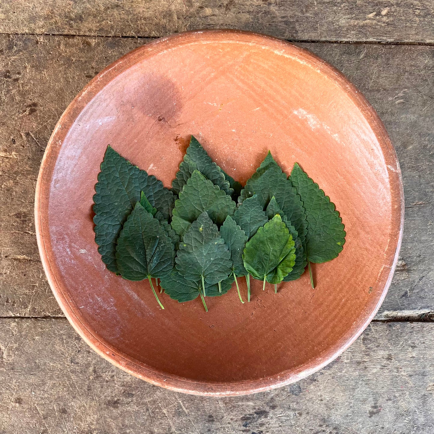 Nettle Leaf - Lateng