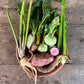 Bed Clear Out - Harvest Basket