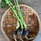 Radish - Black Spanish