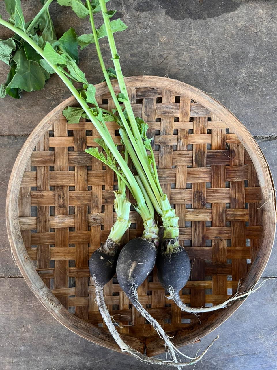 Radish - Black Spanish
