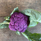 Cauliflower - Purple