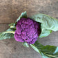 Cauliflower - Purple