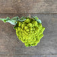Cauliflower - Romanesco Puntoverde