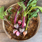 Beetroot - Mix