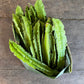 Beans - Winged