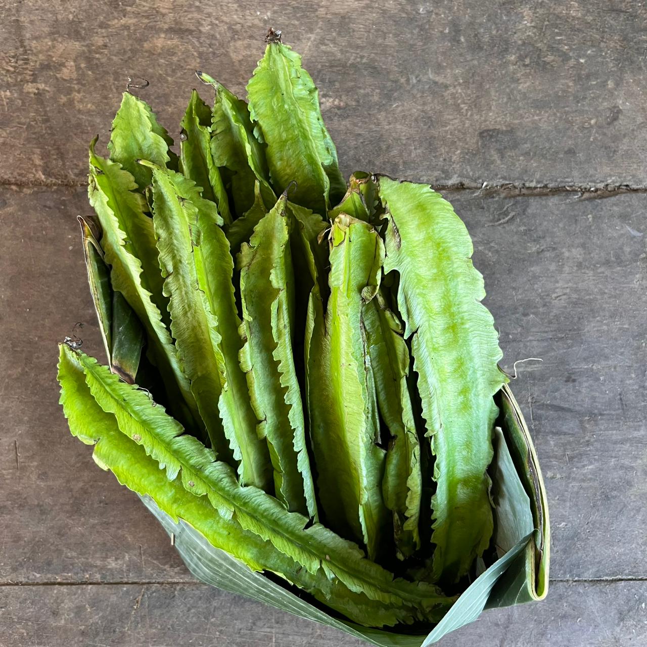 Beans - Winged