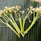 Cauliflower, Sprouting - Caulilini