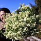 Cauliflower, Sprouting - Caulilini