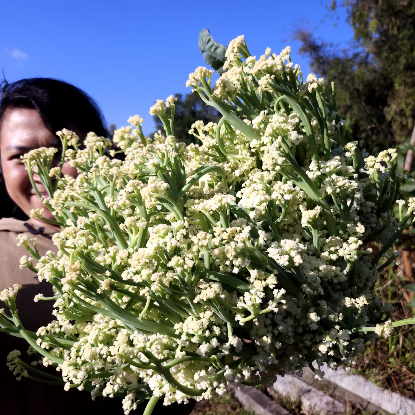 Cauliflower, Sprouting - Caulilini