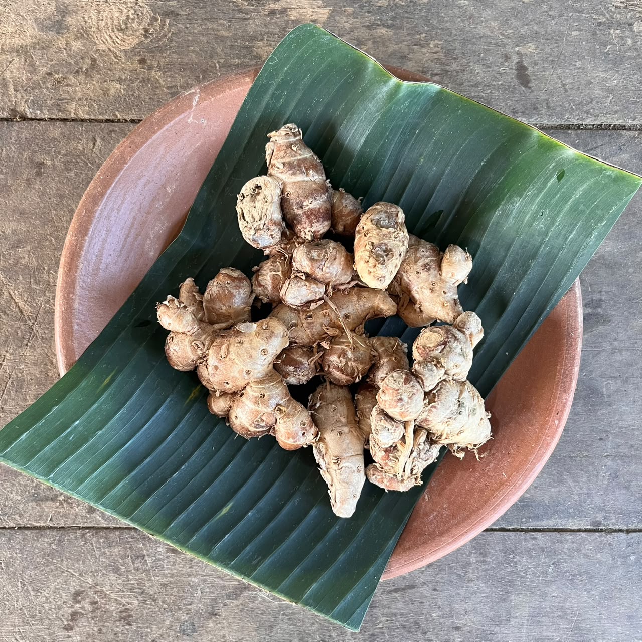 Sand Ginger - Lesser Galangal - Kencur