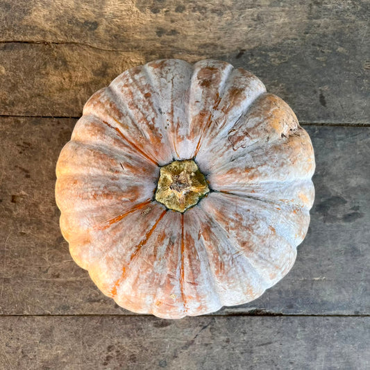 Squash - Winter - Pumpkin Calabaza - Waluh