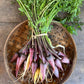 Carrot - Heirloom Specialities
