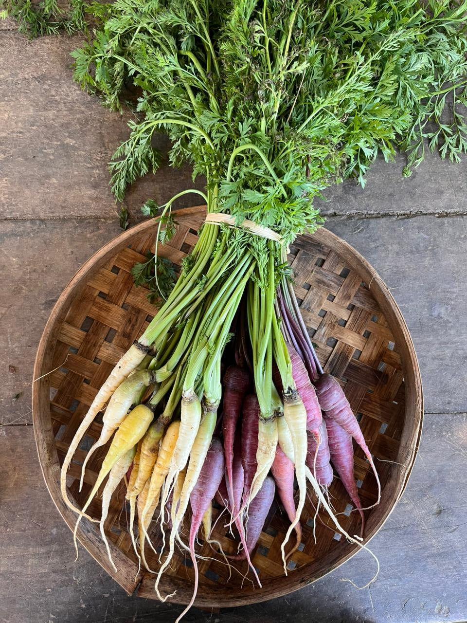 Carrot - Heirloom Specialities