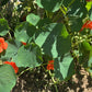 Edible Flower - Nasturtium