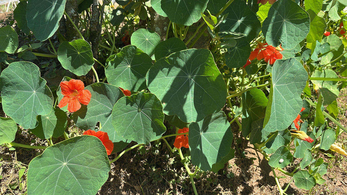 Edible Flower - Nasturtium
