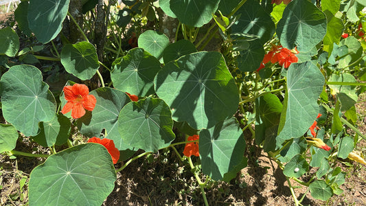 Edible Flower - Nasturtium
