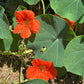 Edible Flower - Nasturtium