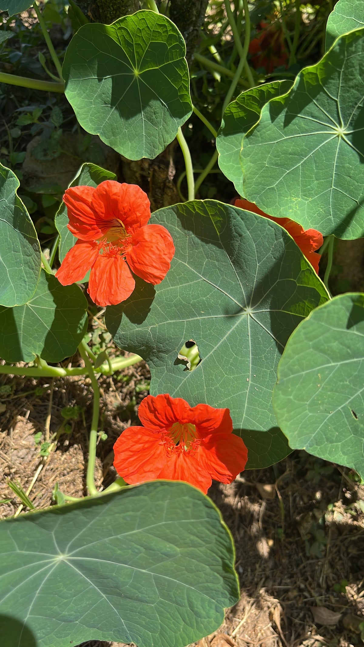 Edible Flower - Nasturtium