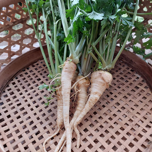 Parsnip