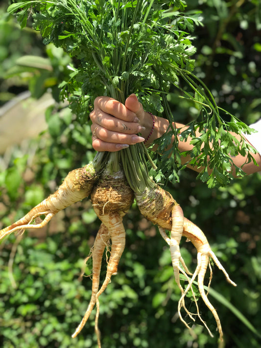 Parsley Root