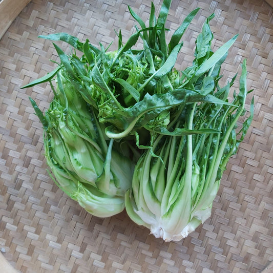Chicory, Puntarelle