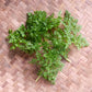 Chervil
