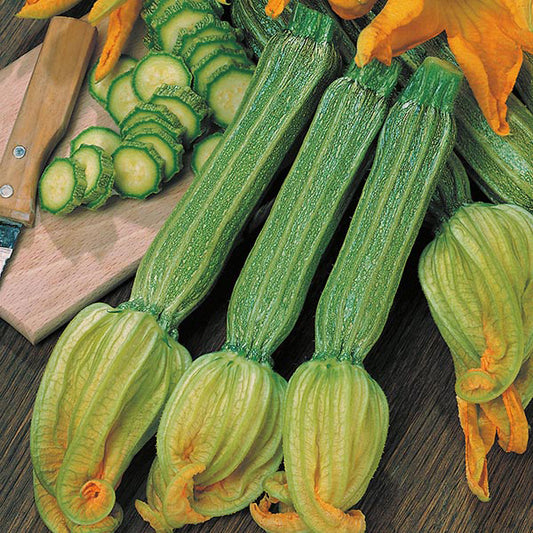 Zucchini , Baby with Flower