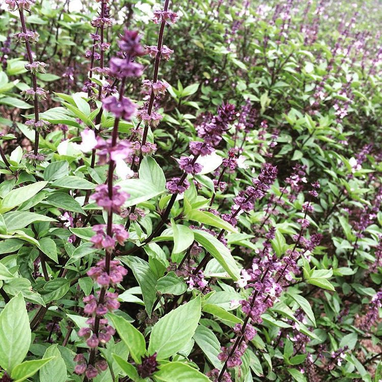 Basil, Thai