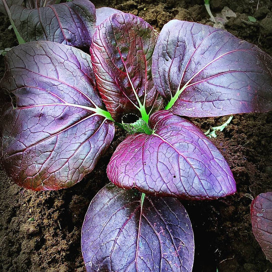 Bok Choy, Cantonese / Red Leaf