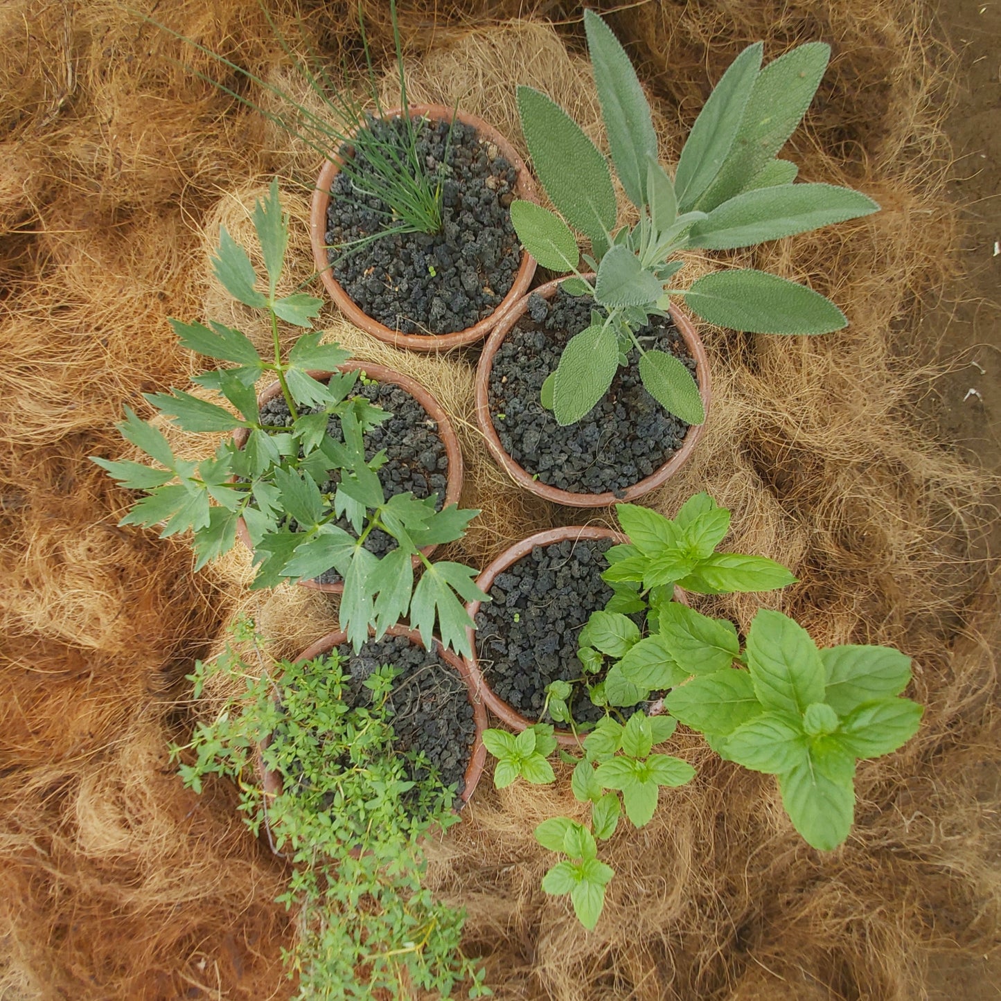 Herbs - Living Plants x 4