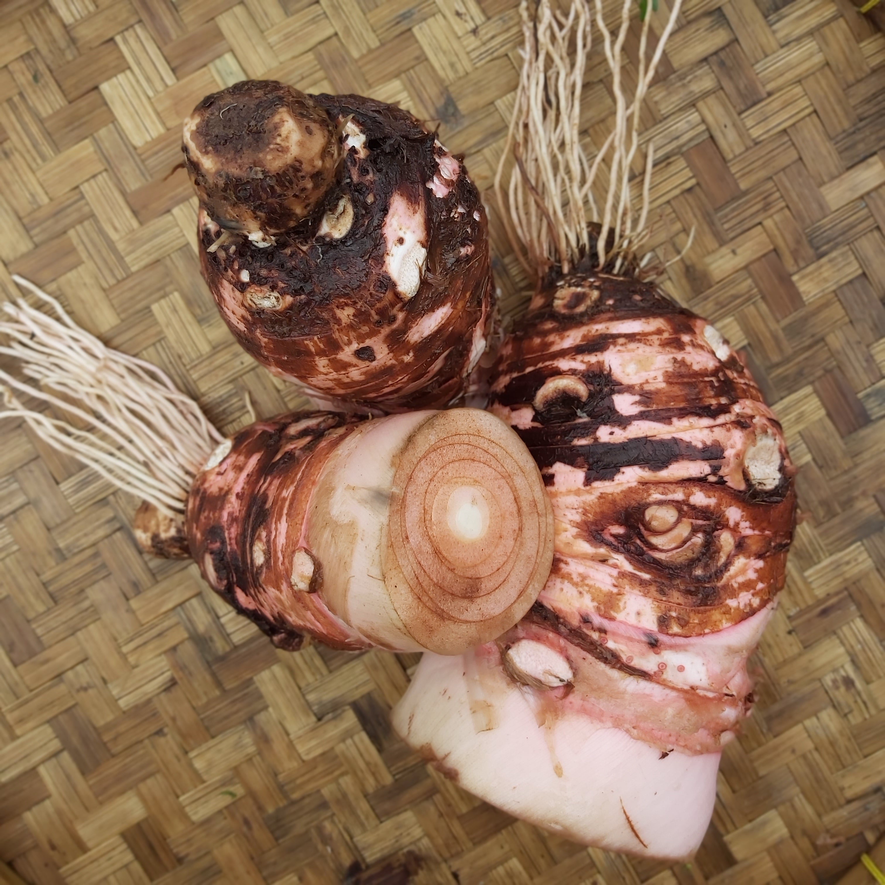 Taro - Talas – ISLAND ORGANICS BALI