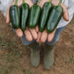 Chili, Jalapeno Pepper